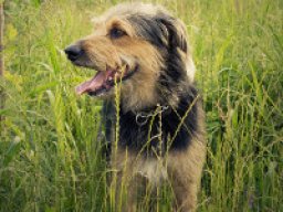 foxhoodle_20211228_1816650587